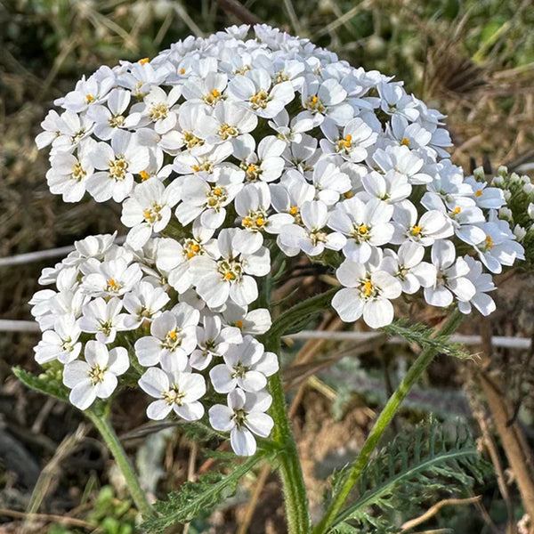 Milenrama blanca