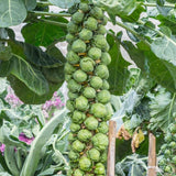 Mega-Yield Brussels Sprouts Seeds