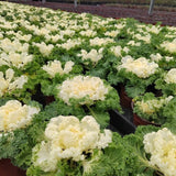 Creamy Lace Ornamental Kale Seeds