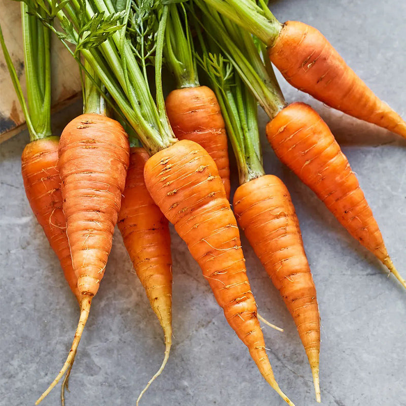 Zanahoria, Danvers 126