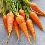 Zanahoria, Danvers 126