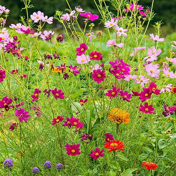 Monarch Butterfly Garden Seed Mixture