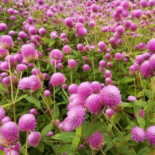 Semillas de flores de rosa anual Gomphrena Globosa para plantar