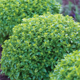 Basil, Boxwood