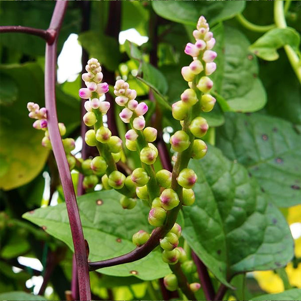 Semillas de hierba perenne de espinaca malabar Basella rubra para plantar