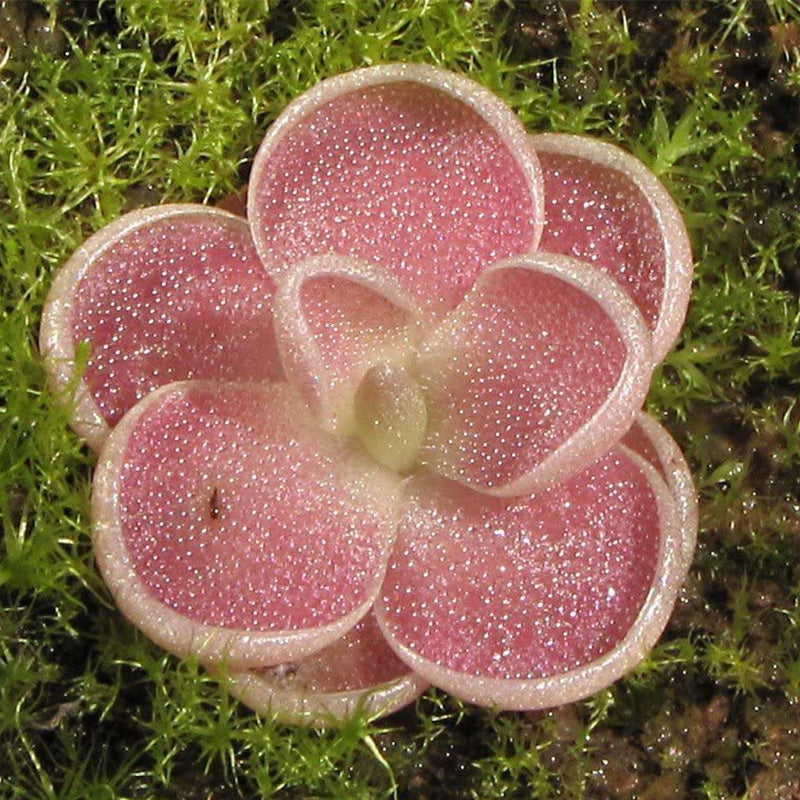 Butterwort Carnivorous Plant Seeds