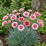 Pink & Red Center Dianthus Seeds
