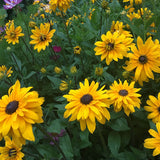 Classic Black-Eyed Susan Seeds - Golden Yellow