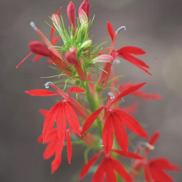 Lobelia, Cardinal Flower