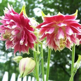 NORA BARLOW Pink COLUMBINE Aquilegia Caerulea Flower Seeds