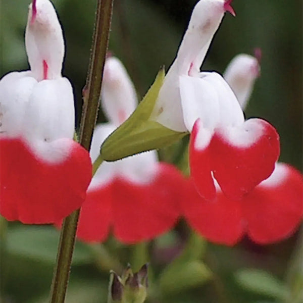 Salvia, Hot Lips