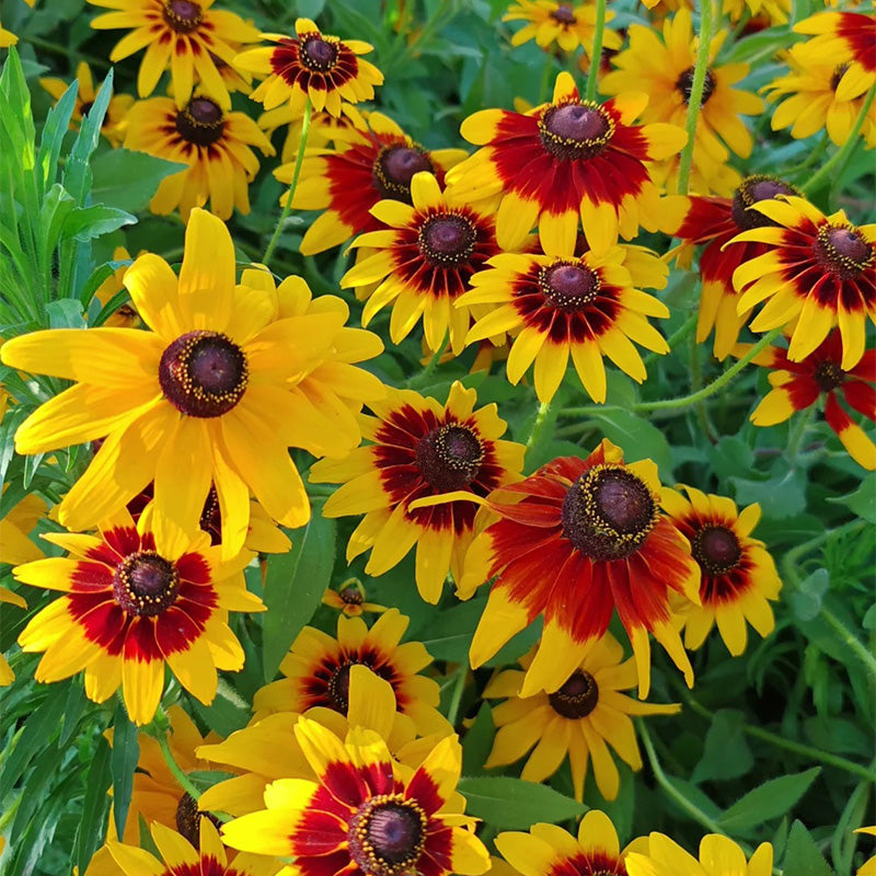 Bicolor Gloriosa Daisy Seeds - Mahogany & Bright Yellow