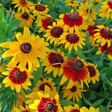 Bicolor Gloriosa Daisy Seeds - Mahogany & Bright Yellow