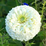 Amarilis de belleza rayada