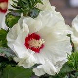 Hibiscus, French Vanilla