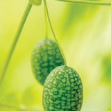 Cucumber, Mexican Sour Gherkin