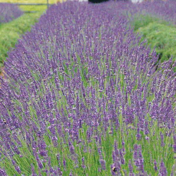 Lavender, Phenomenal