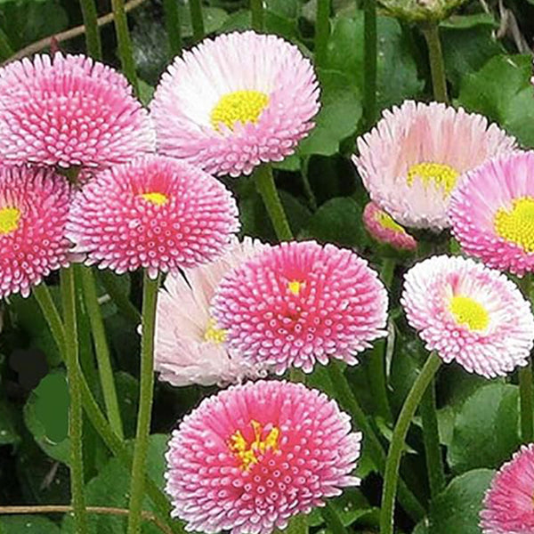 Margarita inglesa rosa, césped y bordes Bellis Perennis