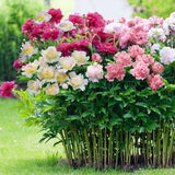 Colorful Peony Flower