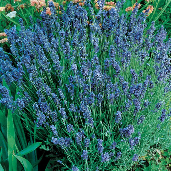 Lavender, Lady