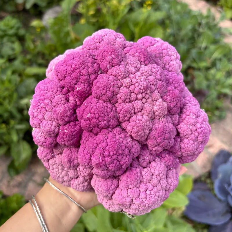 Heirloom Purple Broccoli Seeds