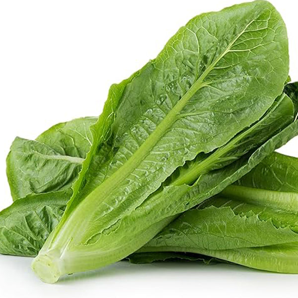 Parris Island Cos Romaine Lettuce Seeds Premium Vegetable Seeds for Planting