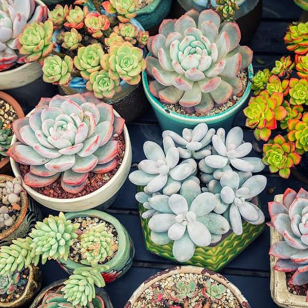 Semillas de suculentas raras de colores variados Planta de flores de bonsái para jardín y hogar