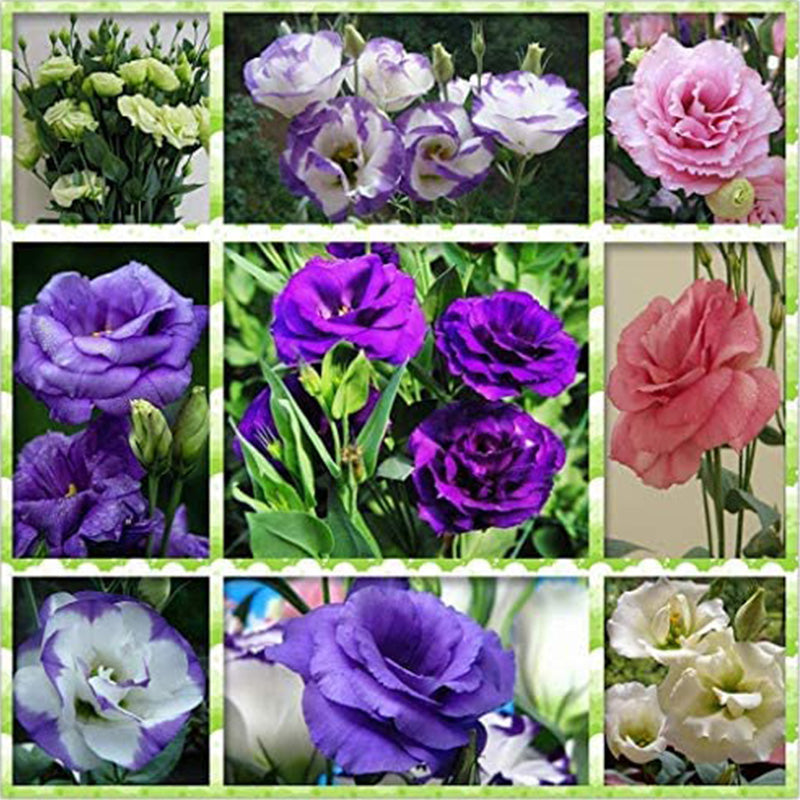 Eustoma Flower Seeds for Planting Mixed Colour