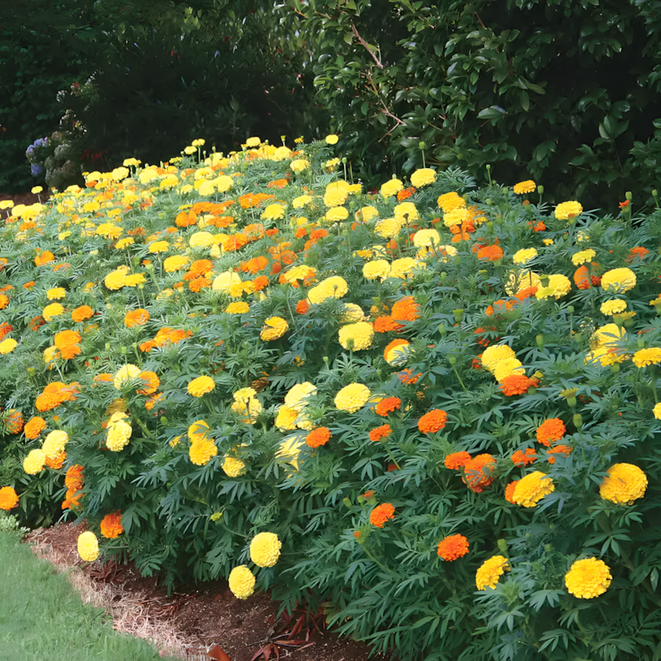 Park's Whopper Mix Marigold Seeds