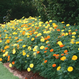 Park's Whopper Mix Marigold Seeds