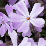 Purple Phlox paniculata Seeds