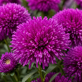 Magenta Needle Aster (Callistephus chinensis) Seeds
