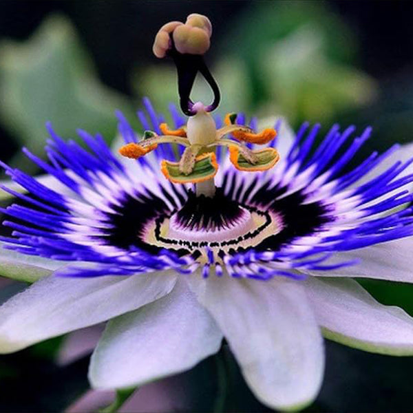 Semillas de pasiflora morada, hermosa flor exótica, perenne, para jardín al aire libre, flores cortadas para plantar, sin OGM