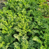Crisp Morning Curly Kale Seeds