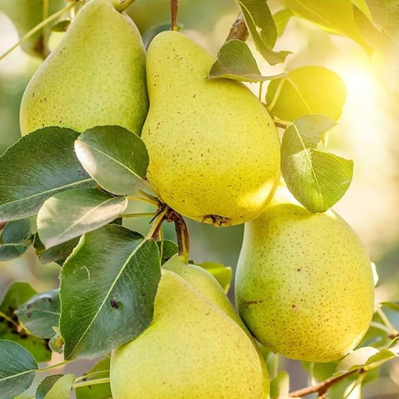 Common Pear Tree Fruit Seeds for Planting Outdoor or Your Garden Home ...
