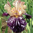 Multi-Varieties Iris Fall Planting
