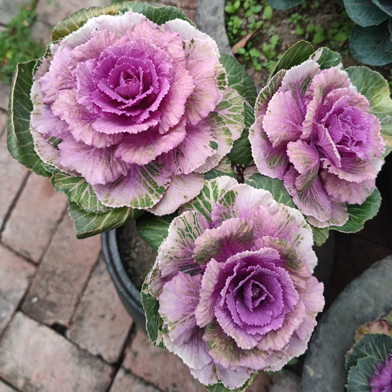 Winter-Cabaret Ornamental Kale Seeds