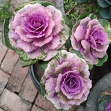 Winter-Cabaret Ornamental Kale Seeds