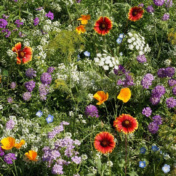 Beneficial Bug Haven Wildflower Seed Mix