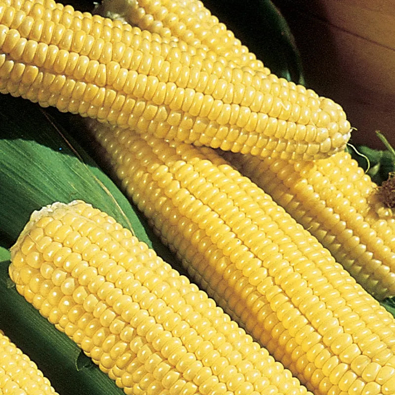 Corn, Northern Xtra-Sweet Hybrid