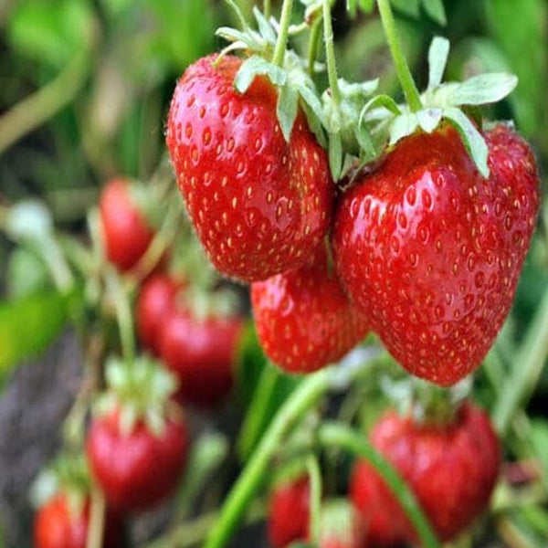 (Best) Sparkle June Bearing Strawberry Fruit Seeds