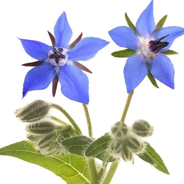 Semillas de borraja - Starflower - Semillas de hierbas tradicionales no transgénicas para plantar en un jardín de hierbas Borago Officinalis