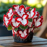 Butterfly Begonia: Unleash Whimsy in Your Garden!