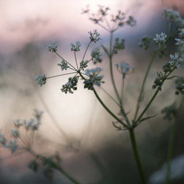 Caraway