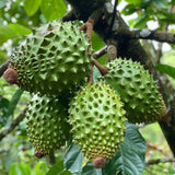 Semillas de guanábana gigante para plantar, Annona muricata, Graviola, Guyabano, Sirsak, un sabroso árbol frutal nativo tropical