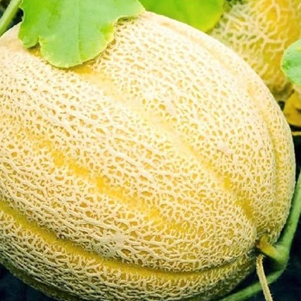 Best Jumbo Cantaloupe Fresh Garden Seeds