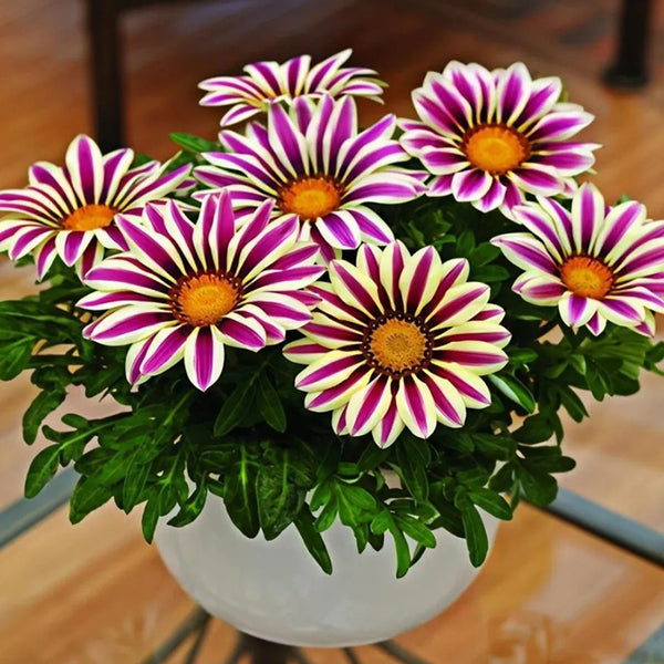 African Daisy Flowers - Gazania