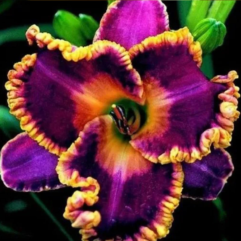 Daylily Hybrid Flowers Seed