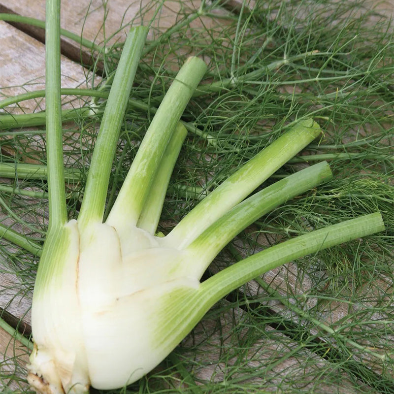 Fennel, Orion Hybrid