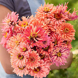 Amarilis de belleza rayada